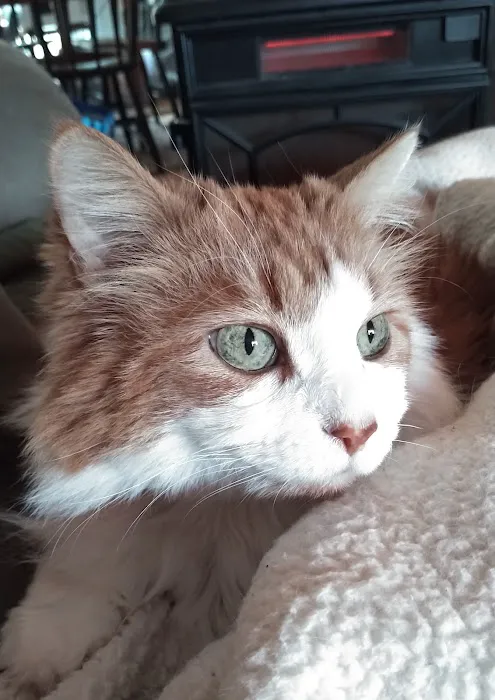 VCA Bristol Animal Hospital 12
