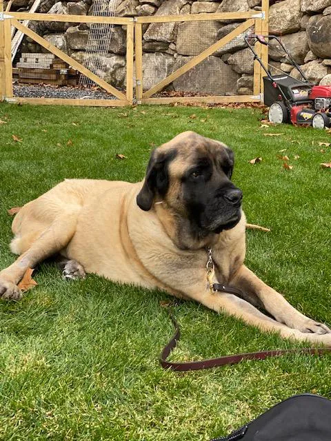 Mobile Pet Care 12