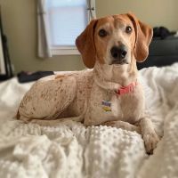 Mobile Pet Care ico