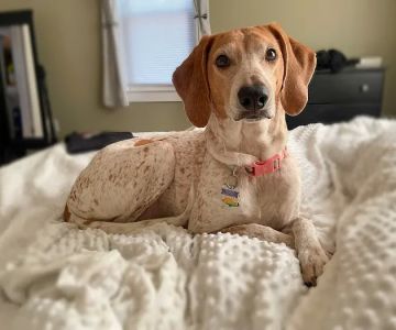 Mobile Pet Care