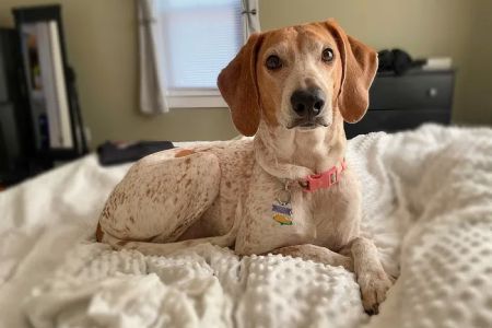 Mobile Pet Care