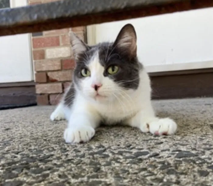 Mobile Pet Care 12