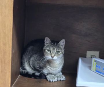 Burlington Veterinary Center