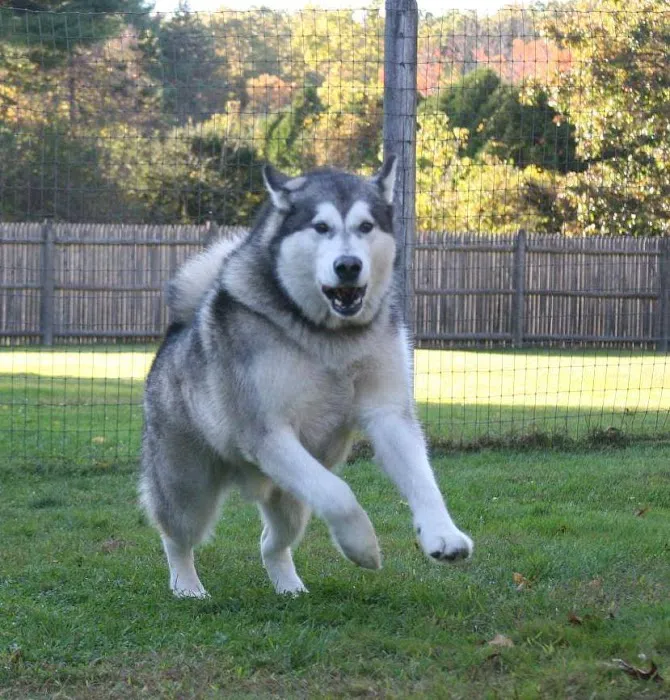 Burlington Veterinary Center 12