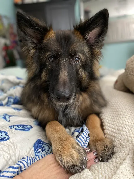 Burlington Veterinary Center 12