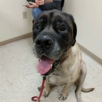Sandbank Veterinary Hospital ico