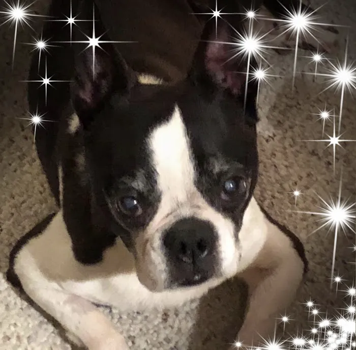 Apple Valley Veterinarians, LLC 12