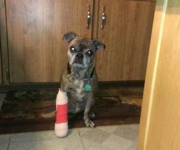 Apple Valley Veterinarians, LLC