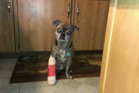 Apple Valley Veterinarians, LLC