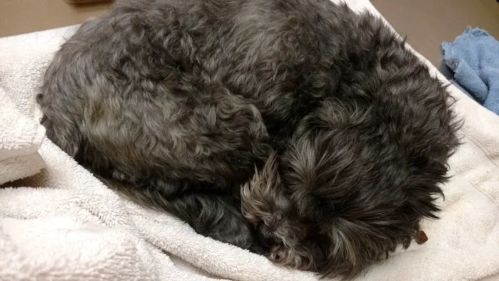 Apple Valley Veterinarians, LLC 12