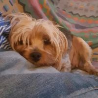 Southington Veterinary Associates ico