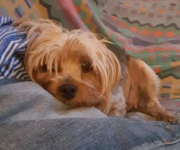 Southington Veterinary Associates