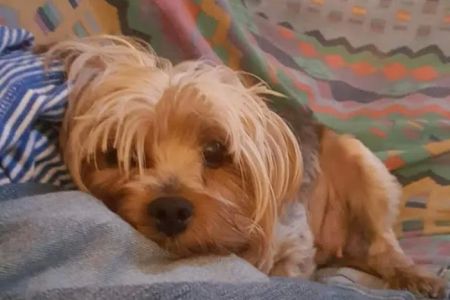 Southington Veterinary Associates