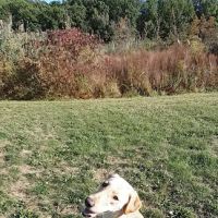 Mountain Lore Animal Hospital ico