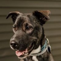 River Valley Veterinary Hospital ico