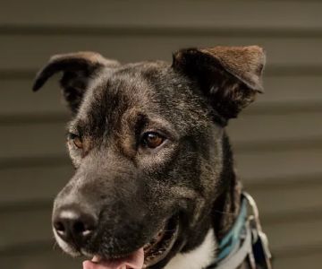 River Valley Veterinary Hospital