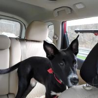 Veterinary Associates of Derby, LLC ico