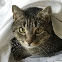 Merryfield Veterinary Hospital ico