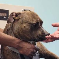 Woodbridge Veterinary Hospital ico