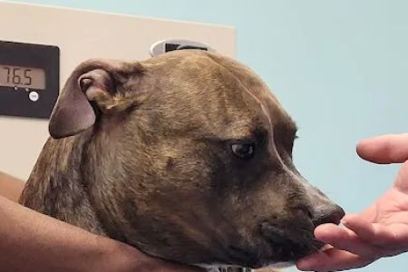 Woodbridge Veterinary Hospital