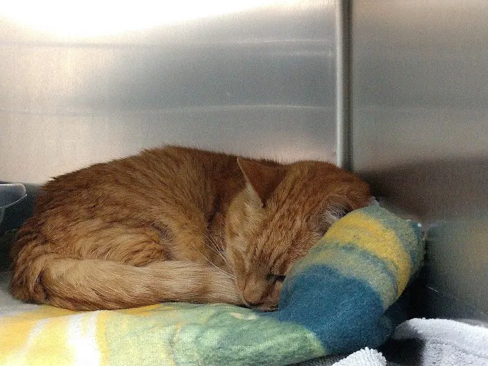 New England Cat Care 12
