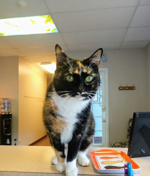 New England Cat Care 12