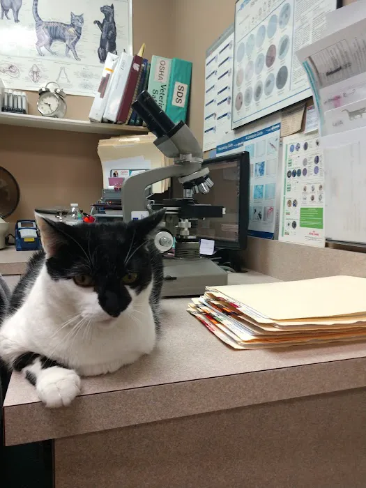 New England Cat Care 12
