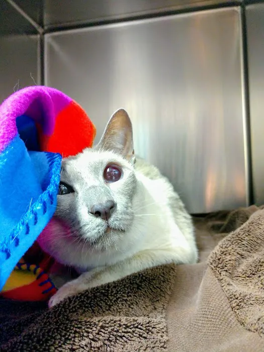 New England Cat Care 12