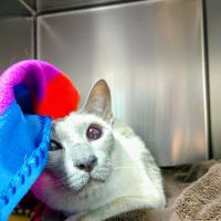 New England Cat Care ico