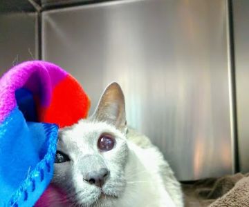 New England Cat Care
