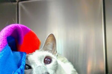 New England Cat Care