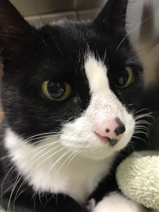 New England Cat Care 12