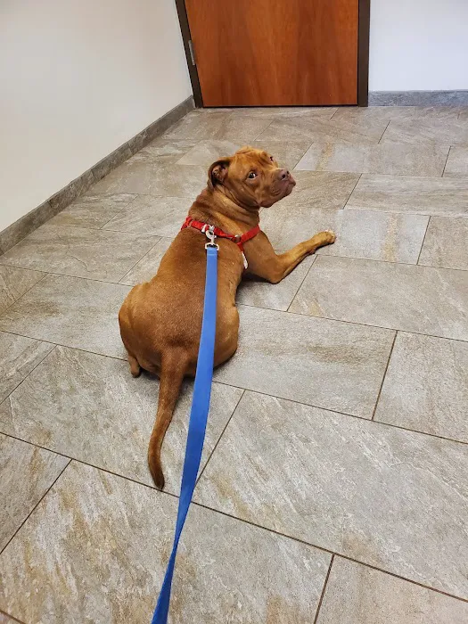 VCA Cheshire Animal Hospital 12