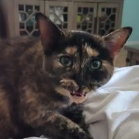 VCA Cheshire Animal Hospital ico