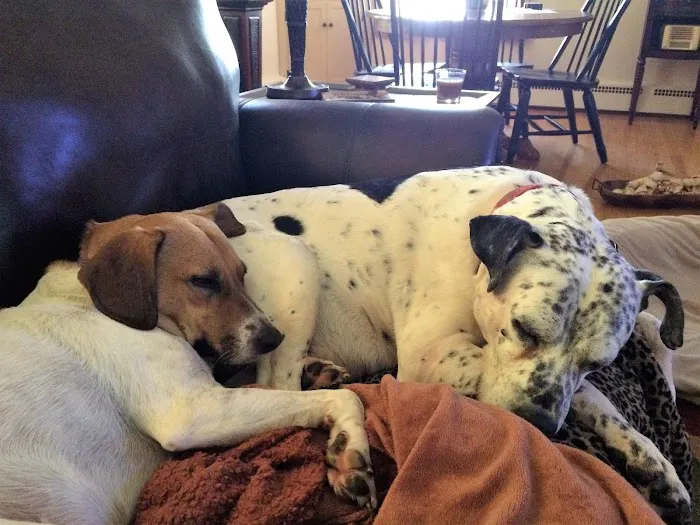 Mount Carmel Veterinary Hospital 12