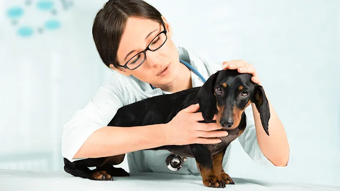 Mount Carmel Veterinary Hospital 12
