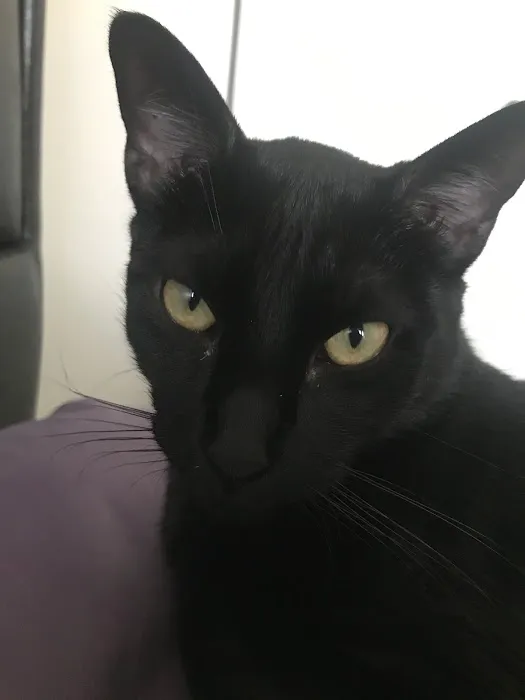 Chenango Animal Hospital: Gaylord Maureen DVM 2