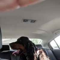 Chenango Animal Hospital: Gaylord Maureen DVM ico