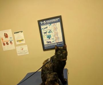 Chenango Animal Hospital