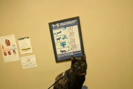 Chenango Animal Hospital