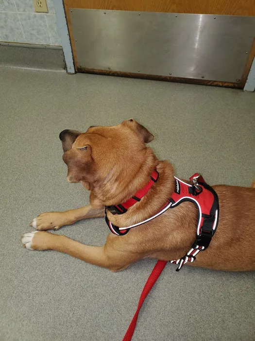 Allen Veterinary Hospital 4