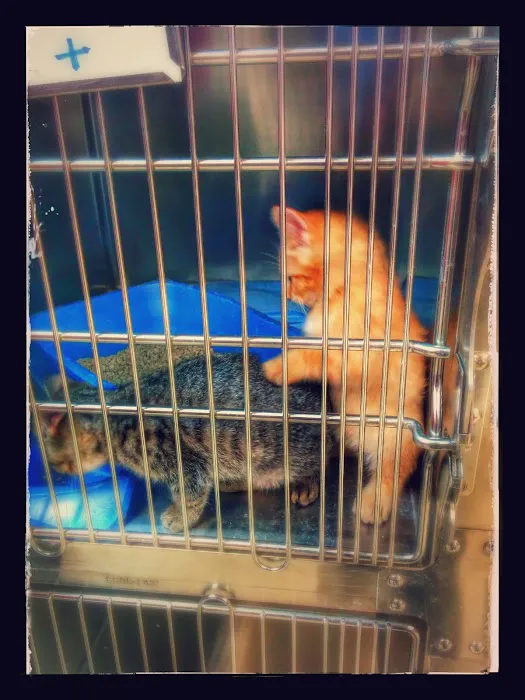 Speak Animal Hospital 1