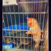 Speak Animal Hospital ico