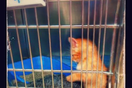 Speak Animal Hospital
