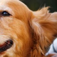 North Paw Animal Hospital ico