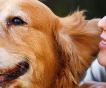 North Paw Animal Hospital