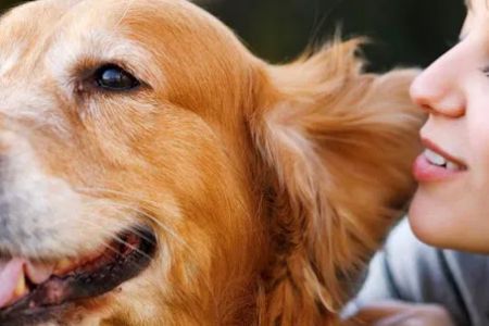 North Paw Animal Hospital