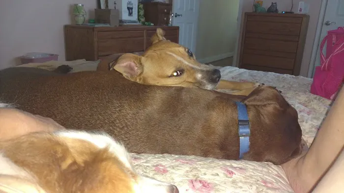 North Paw Animal Hospital 12