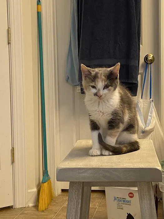 North Paw Animal Hospital 12
