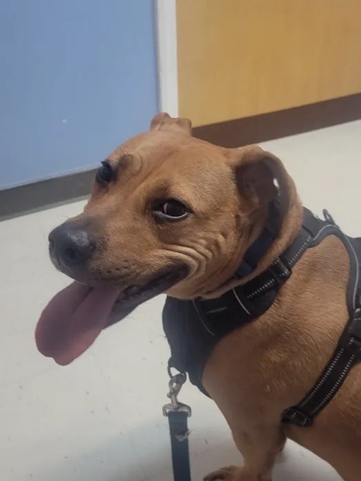 North Paw Animal Hospital 12
